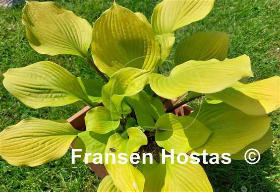 Hosta Hotshot